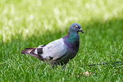 Photo Pigeon